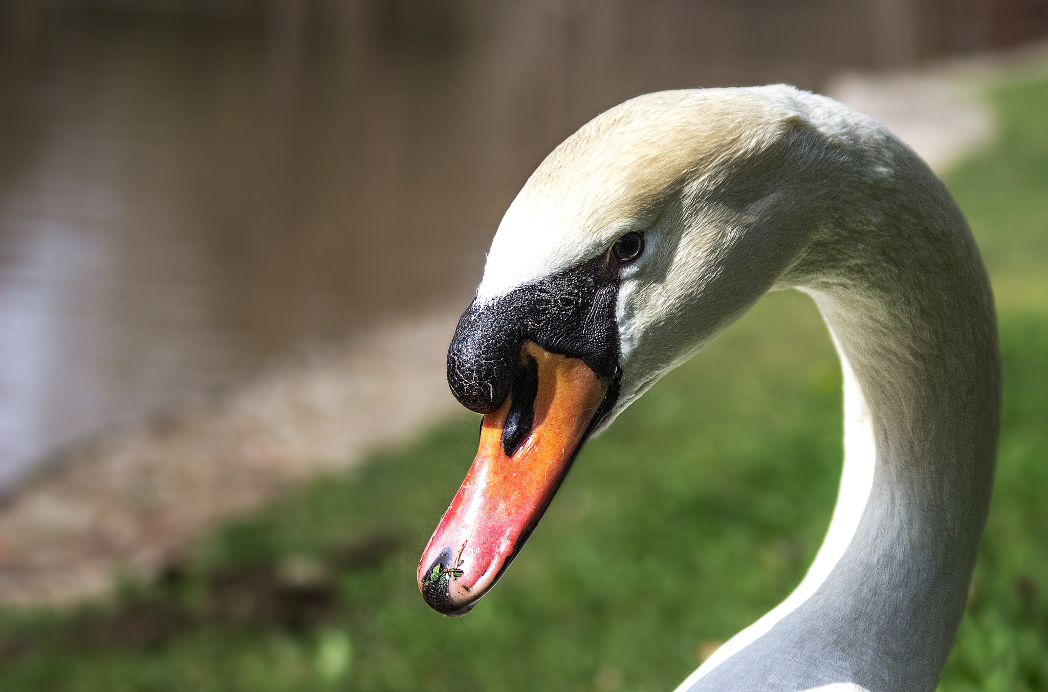 Canon EOS 600D (Rebel EOS T3i / EOS Kiss X5) + Canon EF 28-90mm f/4-5.6 sample photo. Swan.jpg photography