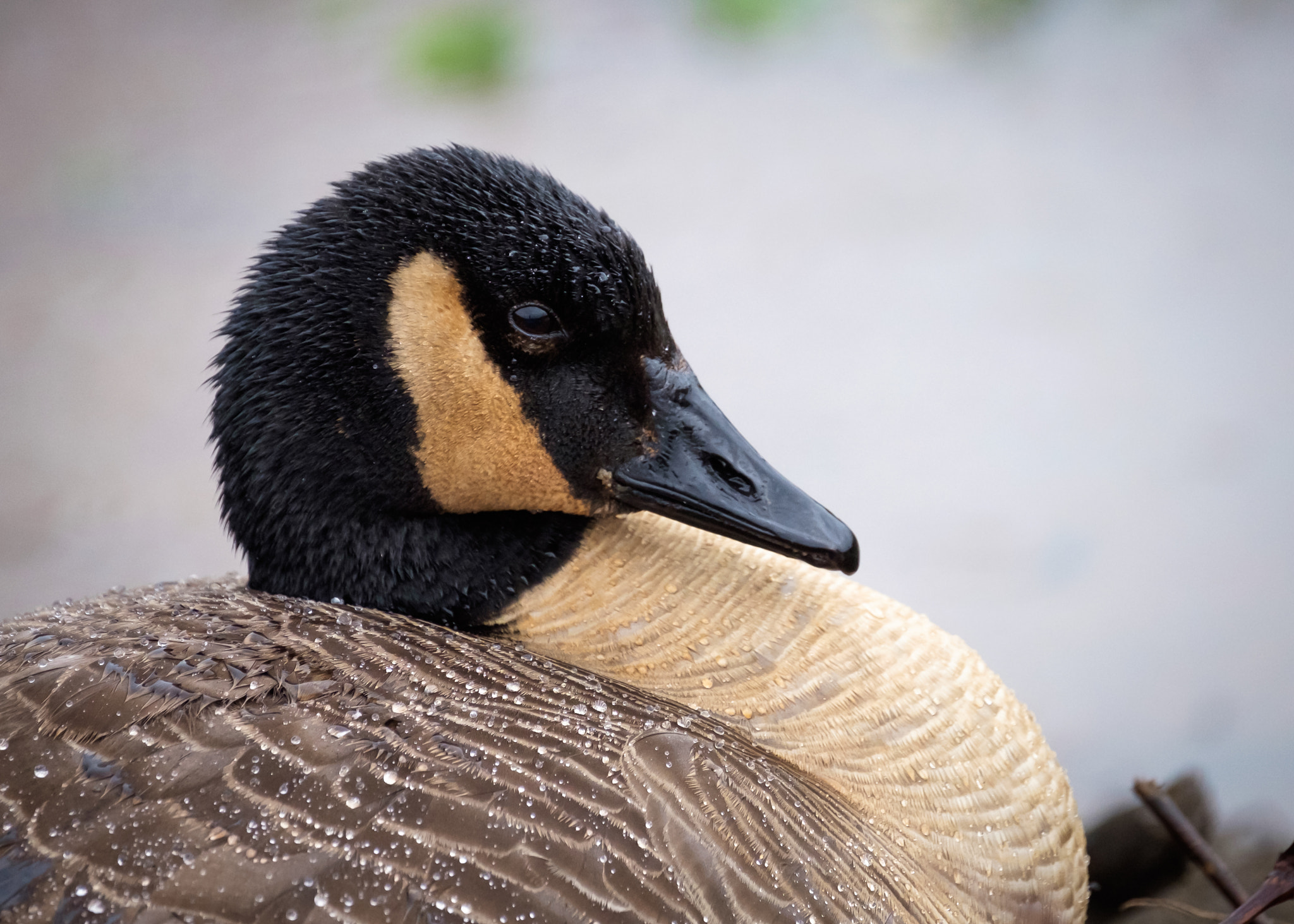 Fujifilm XF 100-400mm F4.5-5.6 R LM OIS WR sample photo. Nesting goose photography