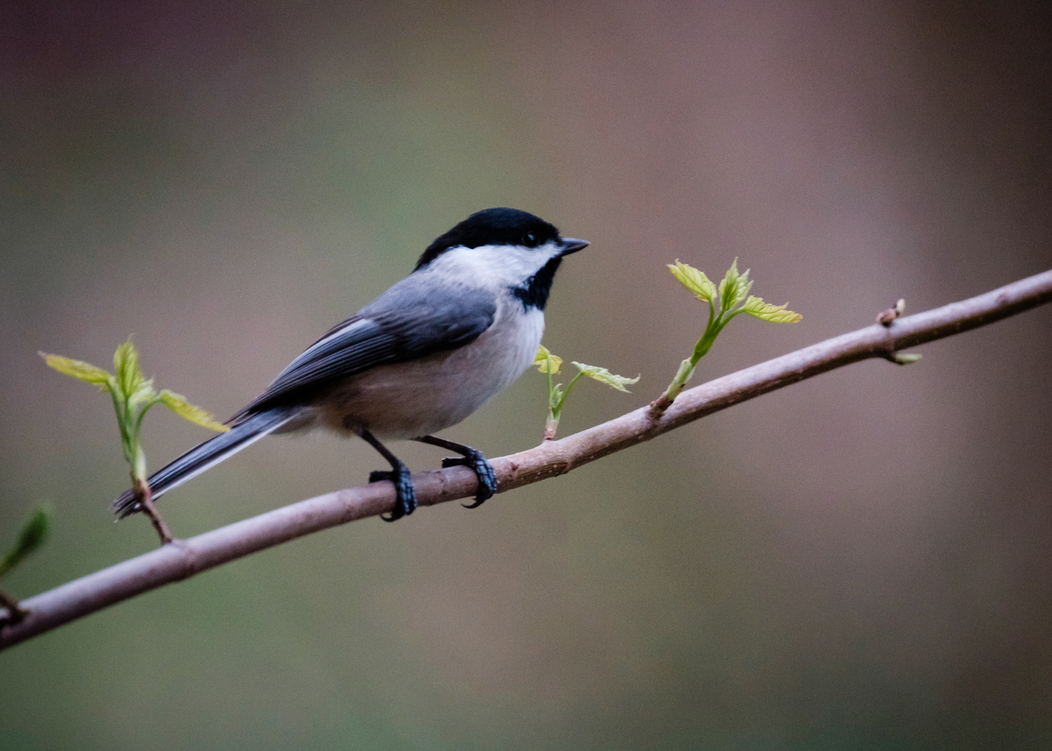 Fujifilm XF 100-400mm F4.5-5.6 R LM OIS WR sample photo. Black capped chickadee photography
