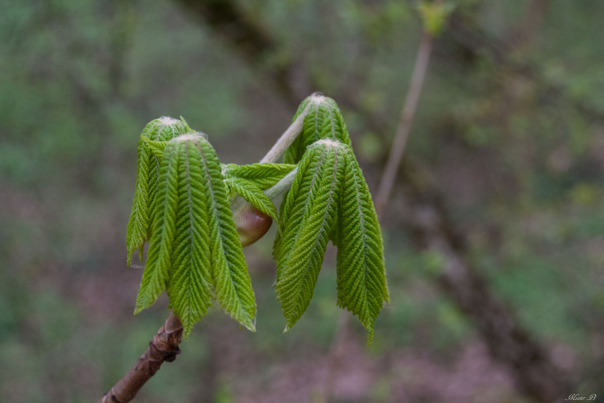 Canon EF 28-80mm f/3.5-5.6 sample photo