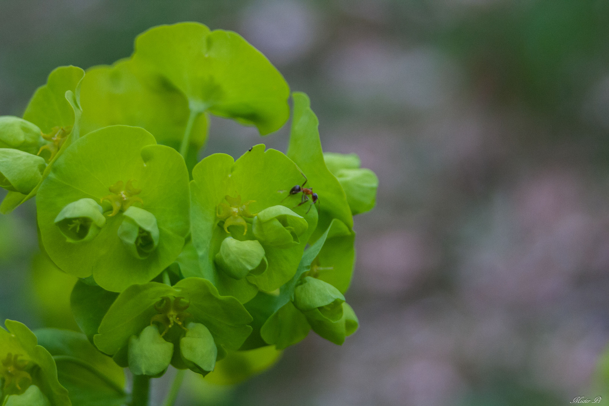 Canon EF 28-80mm f/3.5-5.6 sample photo