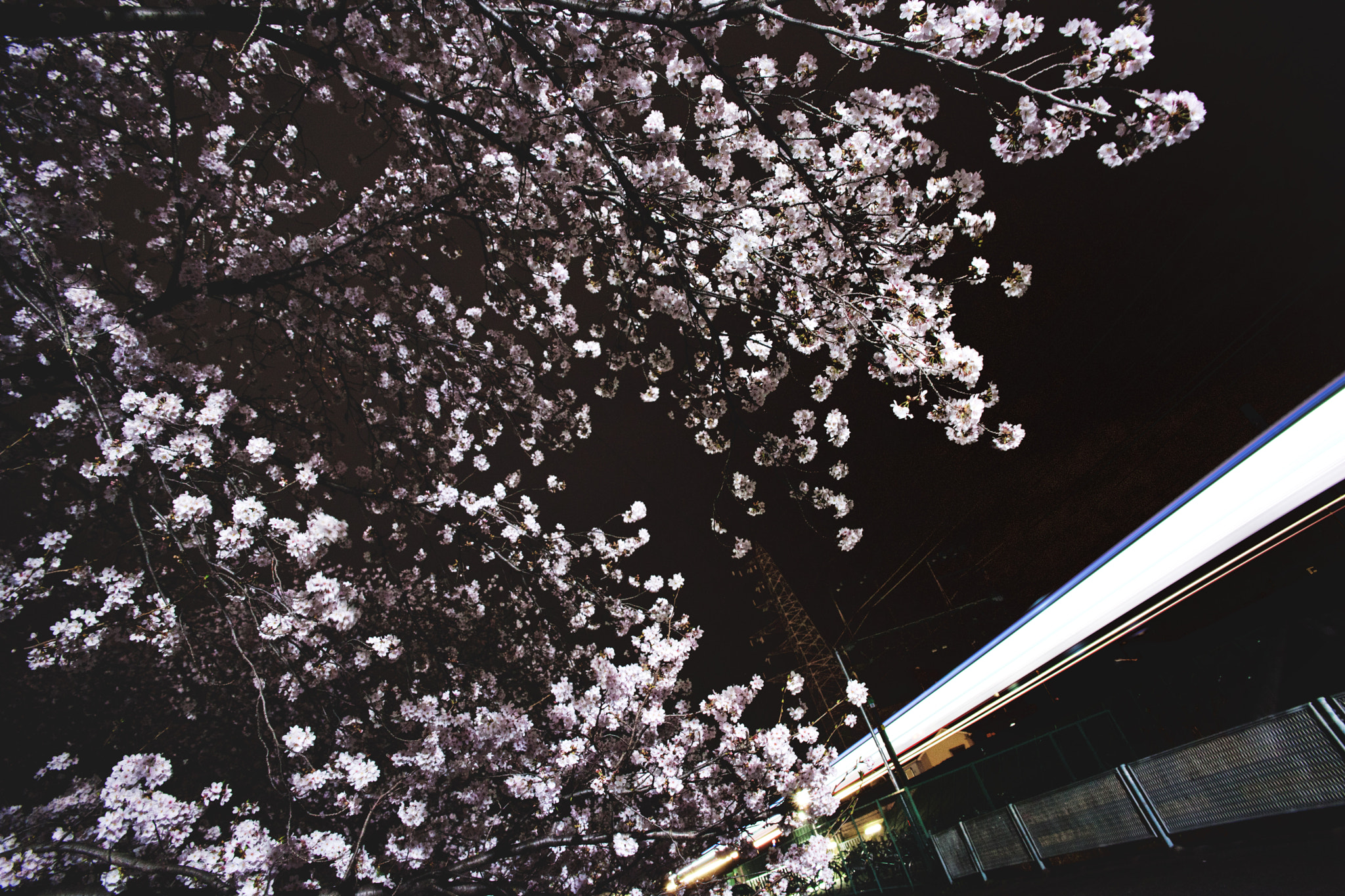 Voigtlander Color Skopar 20mm f/3.5 SLII Aspherical sample photo. Sakura and train at night. photography