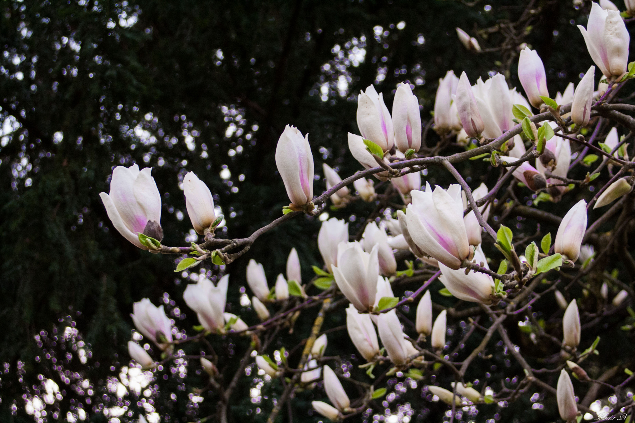 Canon EF 28-80mm f/3.5-5.6 sample photo