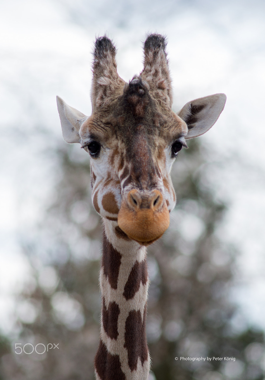 Nikon D600 + AF Nikkor 300mm f/4 IF-ED sample photo. Giraffe photography