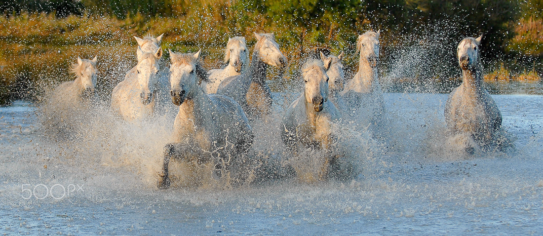 Nikon D200 + Nikon AF-S Nikkor 70-200mm F2.8G ED VR sample photo. Splashing their way across the camargue marsh ! photography