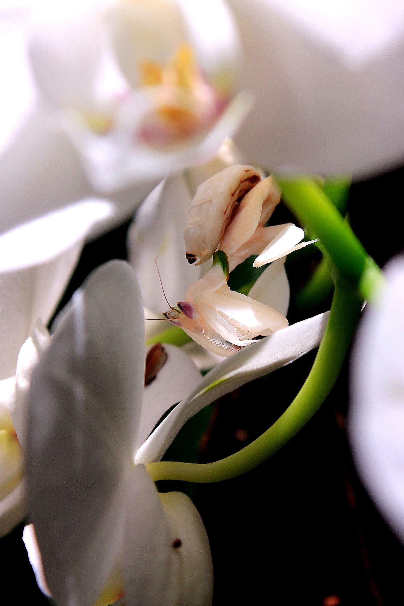 Canon EF-S 18-55mm F3.5-5.6 IS II sample photo. Hymenopus coronatus photography