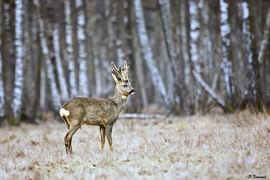 Sony Alpha DSLR-A700 + Minolta AF 300mm F2.8 HS-APO G sample photo. Brocard normand photography