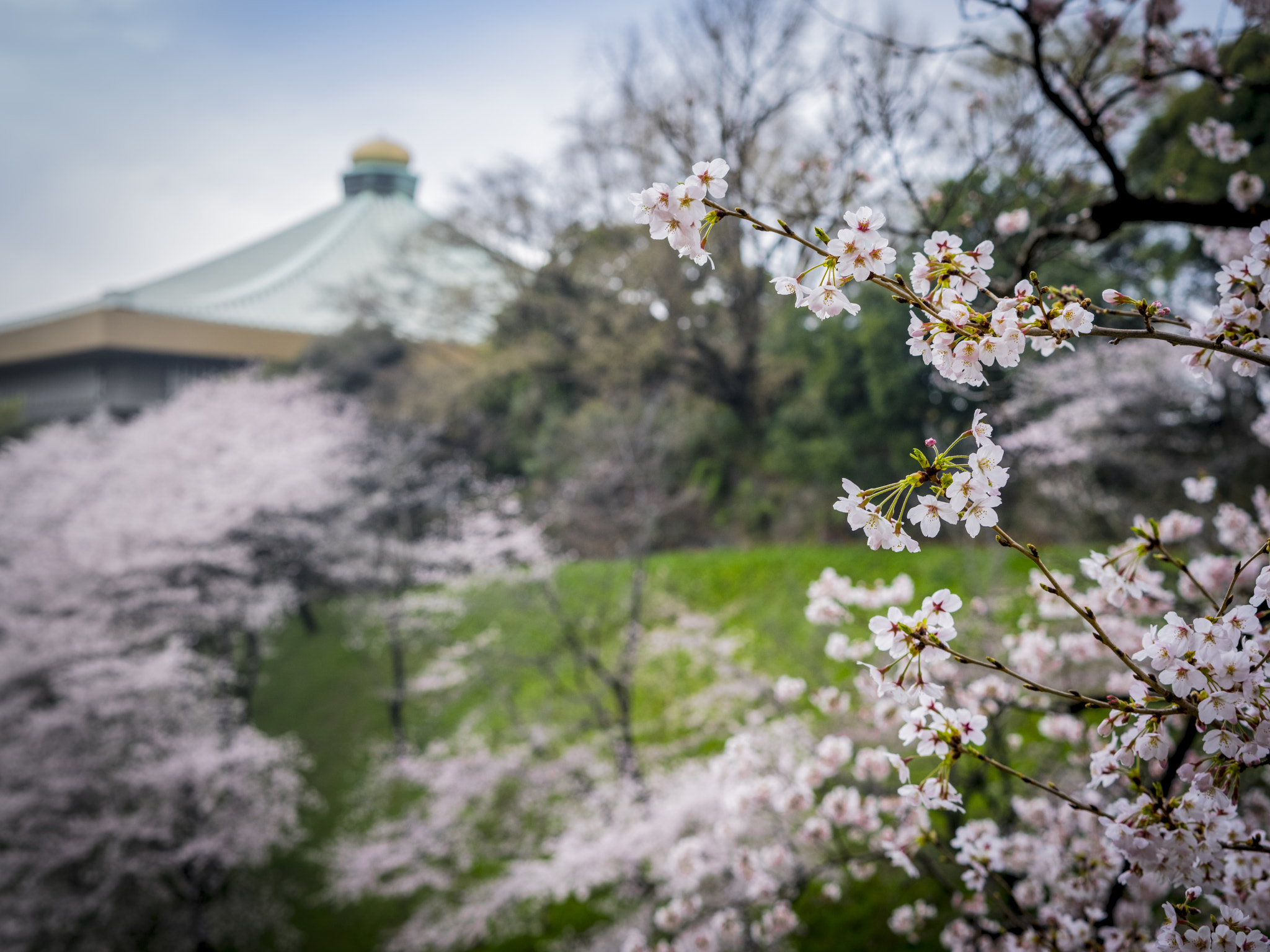 smc PENTAX-FA 645 80-160mm F4.5 sample photo. Budokan photography