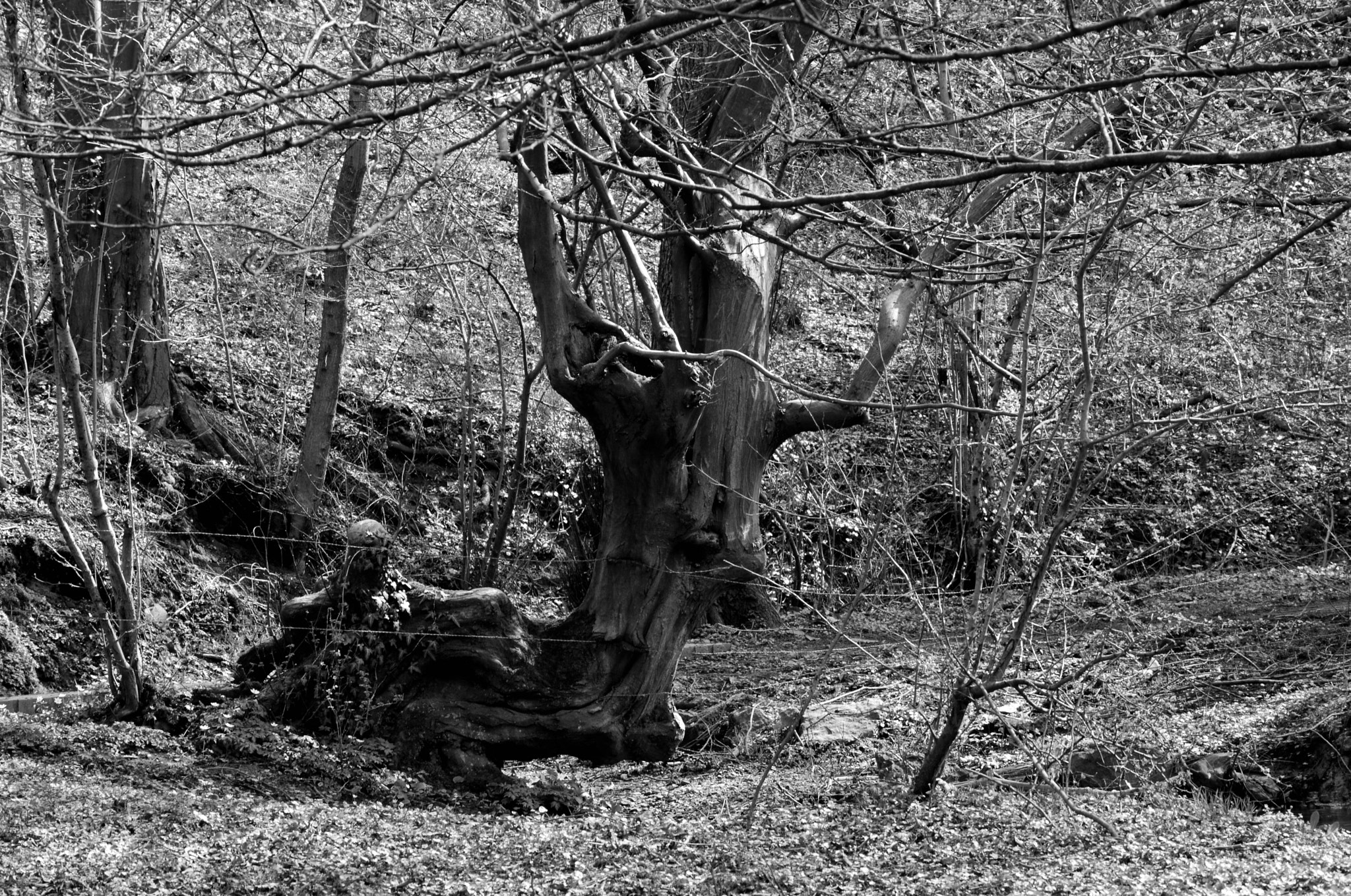 Nikon D5200 + AF Zoom-Nikkor 75-240mm f/4.5-5.6D sample photo. My deer tree photography