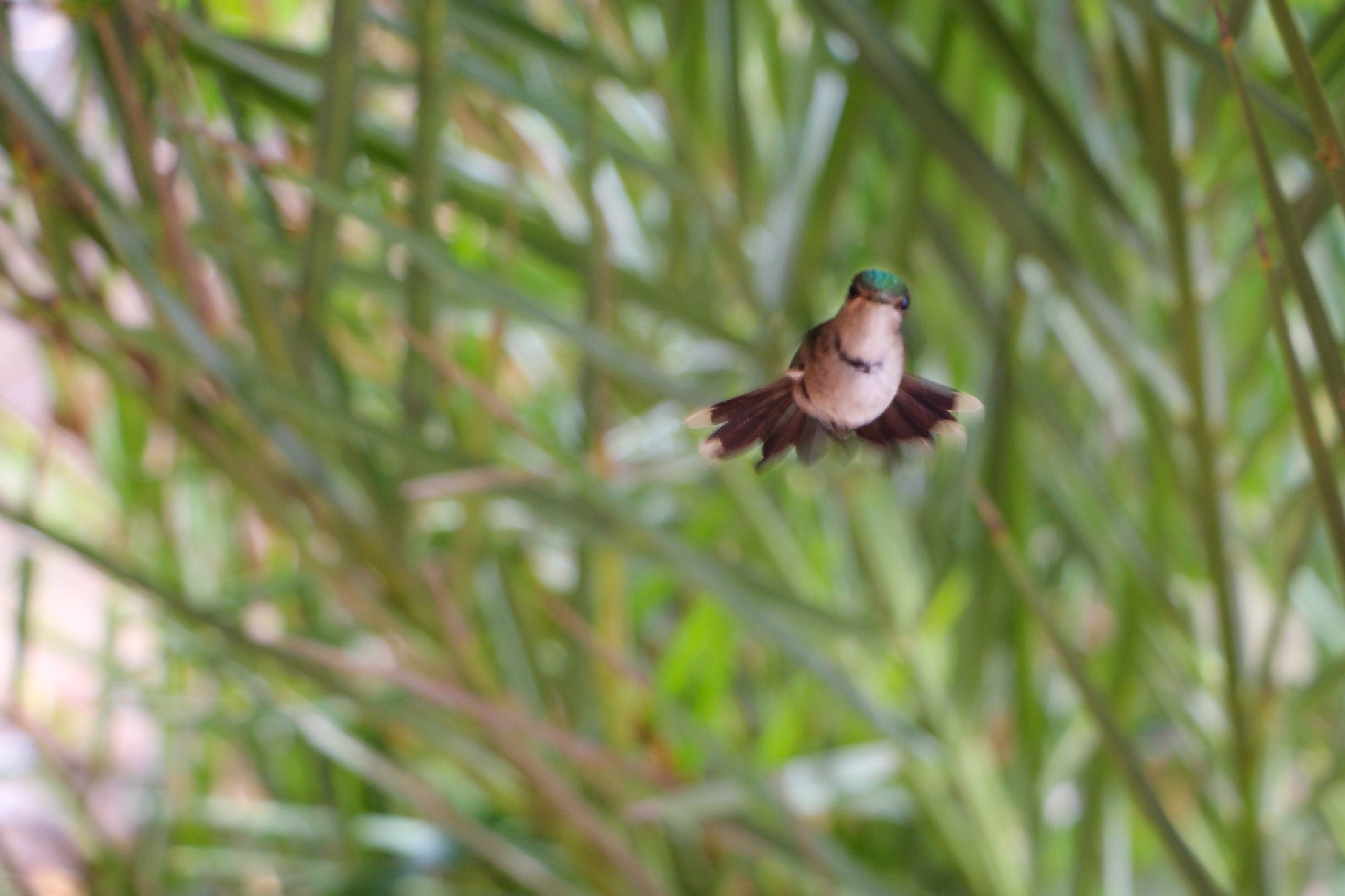 Canon EF-S 18-135mm F3.5-5.6 IS STM sample photo. Flying humming bird photography