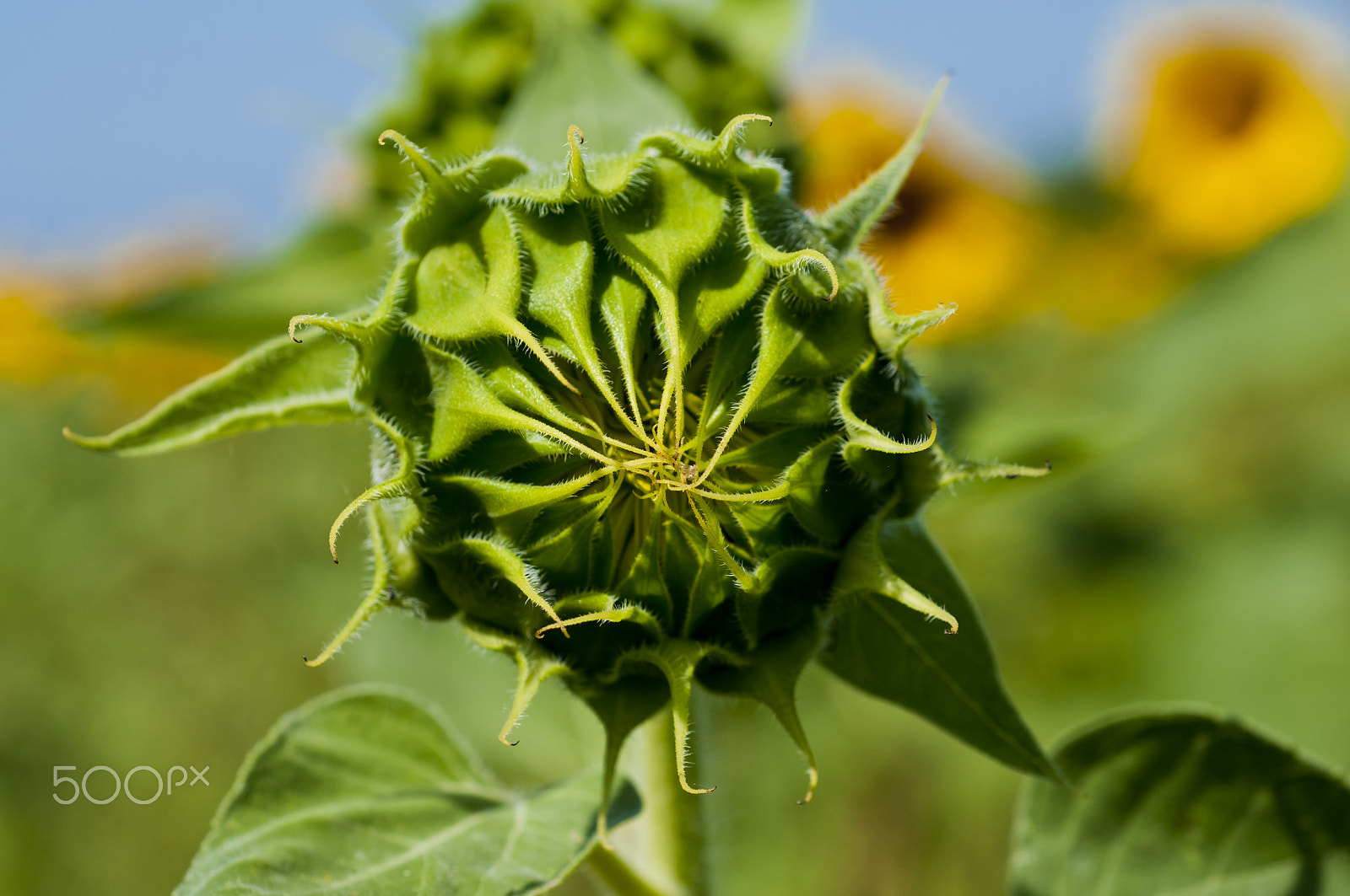 Nikon D300 + Nikon AF Micro-Nikkor 60mm F2.8D sample photo. Sunflower photography