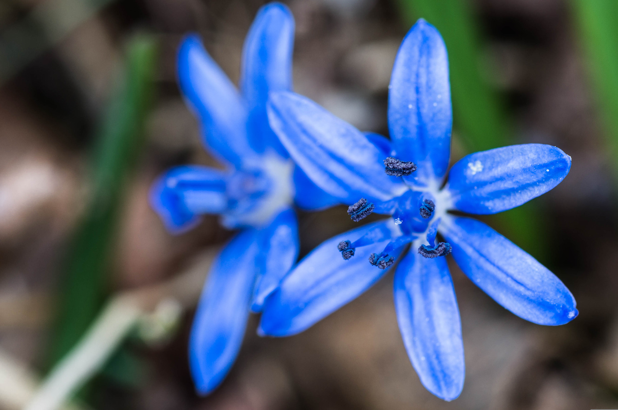 Pentax K-50 + Pentax smc D-FA 100mm F2.8 macro sample photo. Scilla bifolia l. photography