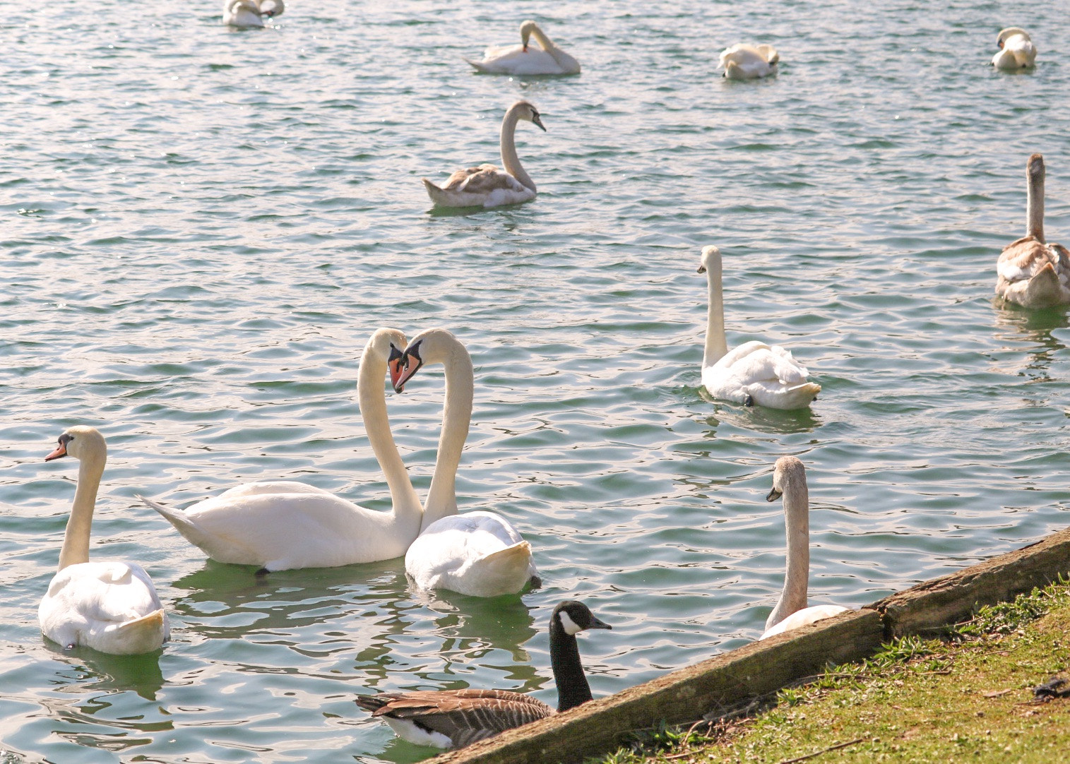Canon EF-S 55-250mm F4-5.6 IS STM sample photo. Spring love ❤️ photography