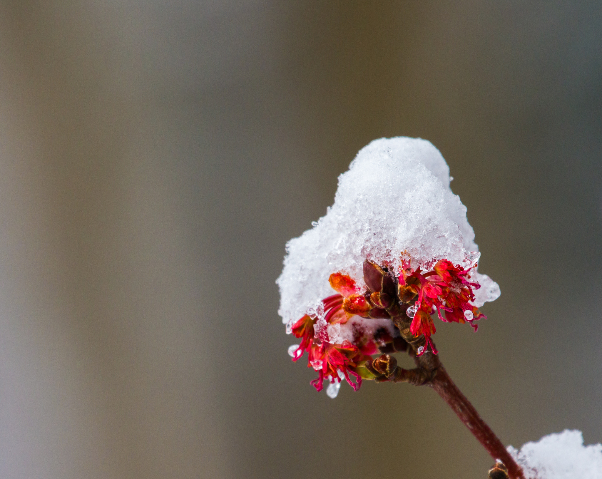 Canon EF 70-300mm F4-5.6L IS USM sample photo. Budding before the snow photography