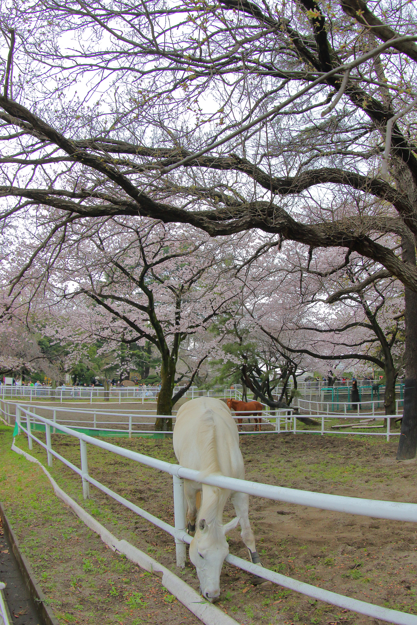 Canon EF 8-15mm F4L Fisheye USM sample photo. White horse and sakura photography