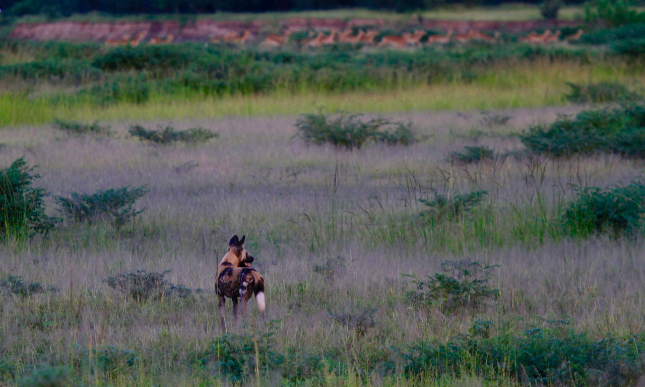 Canon EF 100-400mm F4.5-5.6L IS USM sample photo. The hunt begins photography