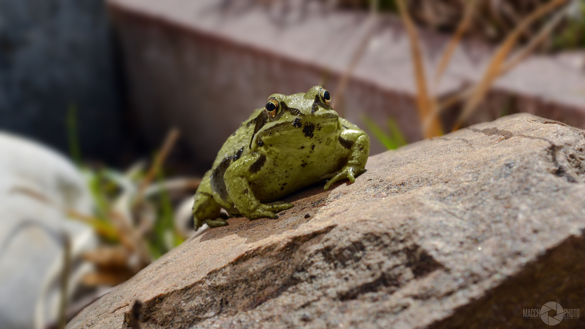 Nikon AF-S Micro-Nikkor 60mm F2.8G ED sample photo. Frog photography