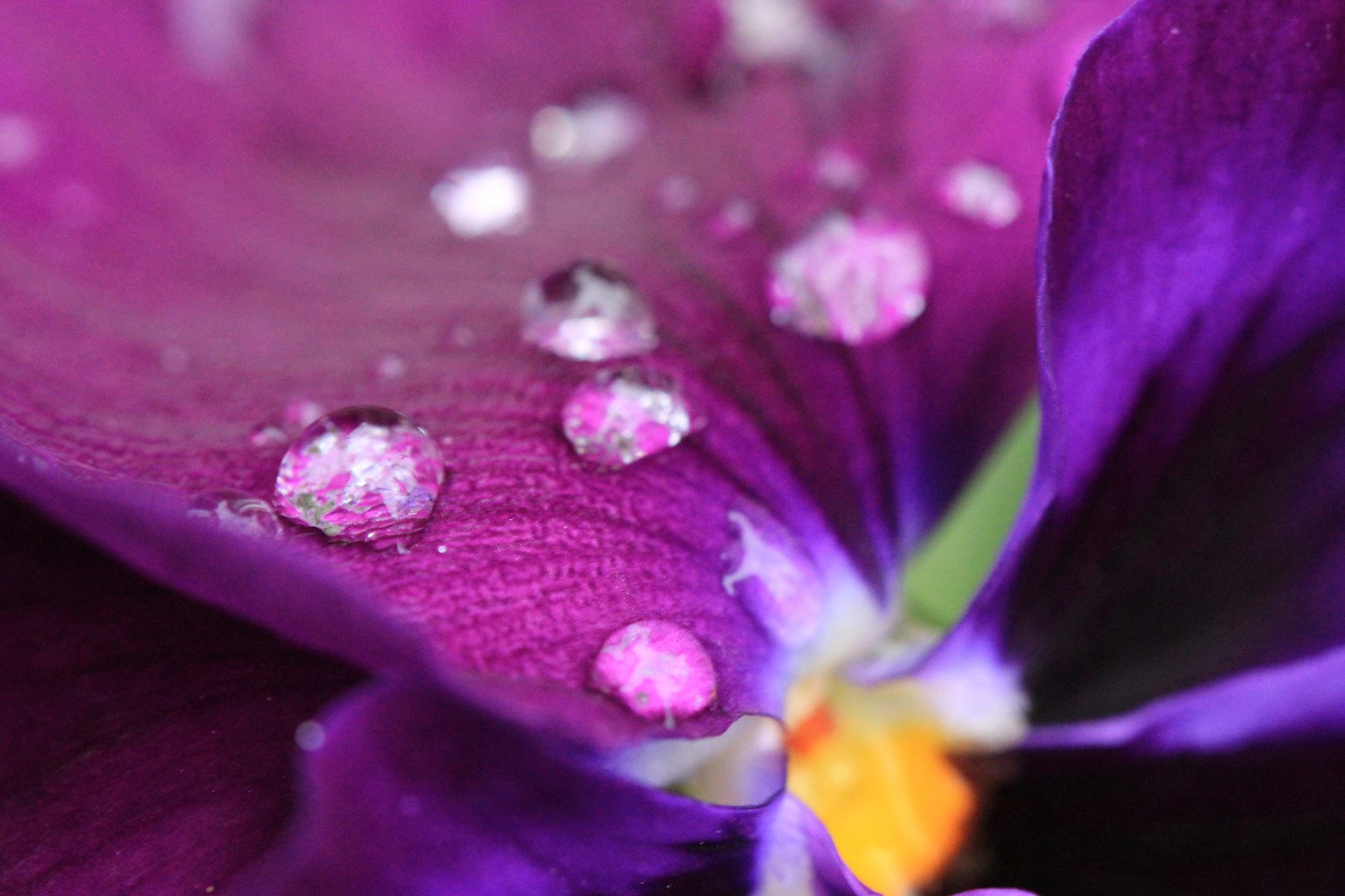Canon EOS 550D (EOS Rebel T2i / EOS Kiss X4) sample photo. Raindrops on pansy photography