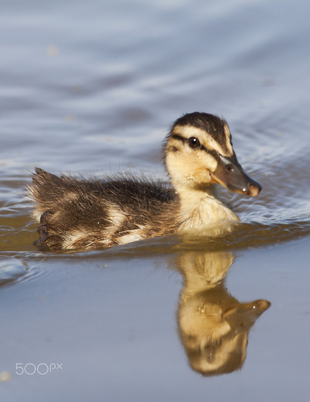 Canon EF 100-400mm F4.5-5.6L IS USM sample photo. April brings ducklings! photography