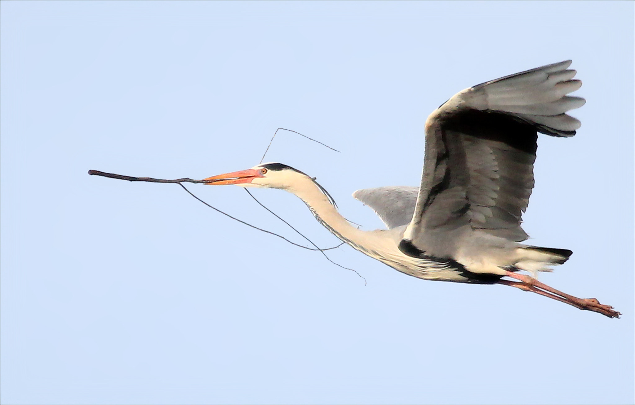 Canon EF 100-400mm F4.5-5.6L IS USM sample photo. Garza photography