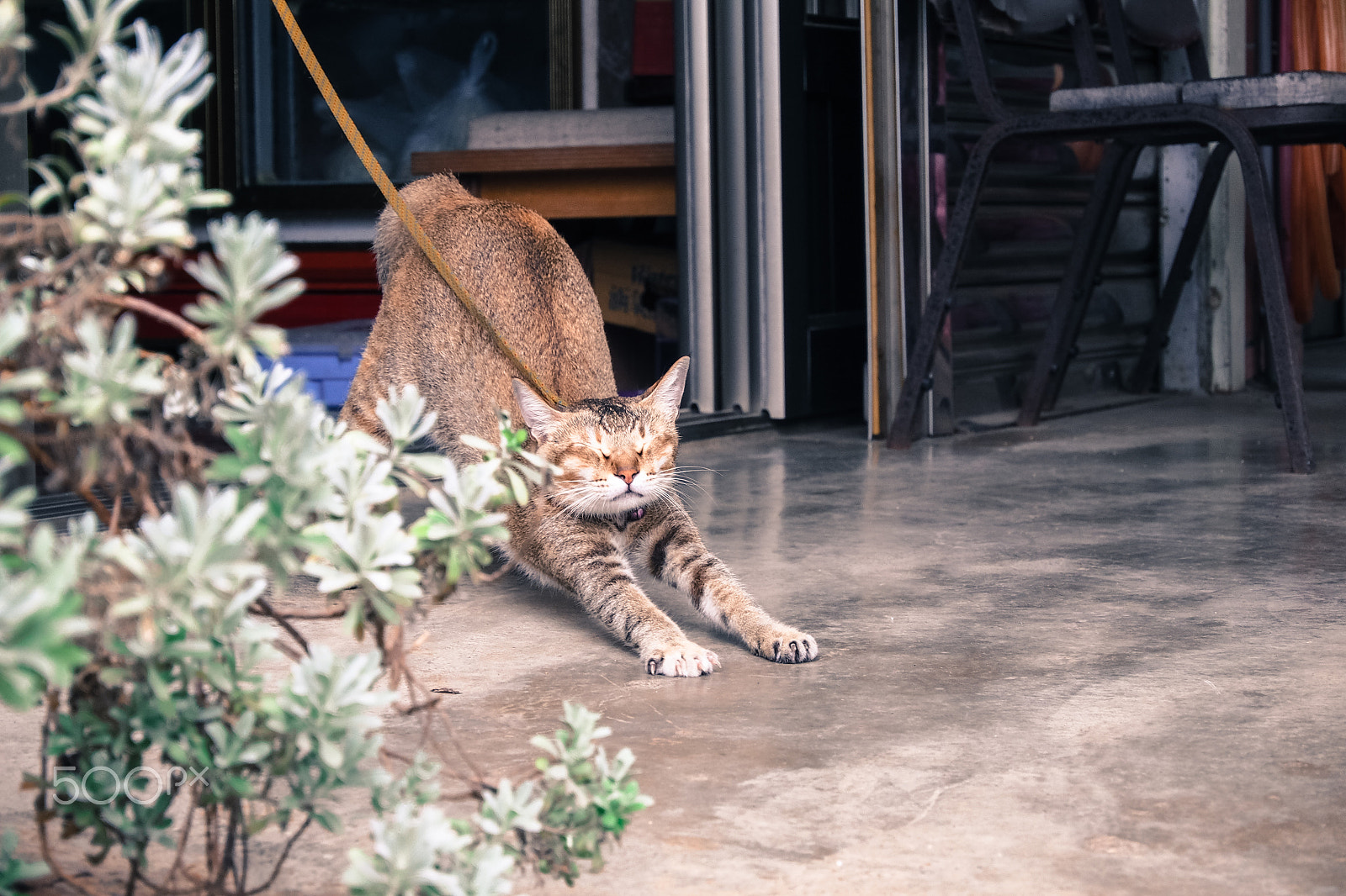 LUMIX G VARIO PZ 14-42/F3.5-5.6 sample photo. Lazy afternoon photography