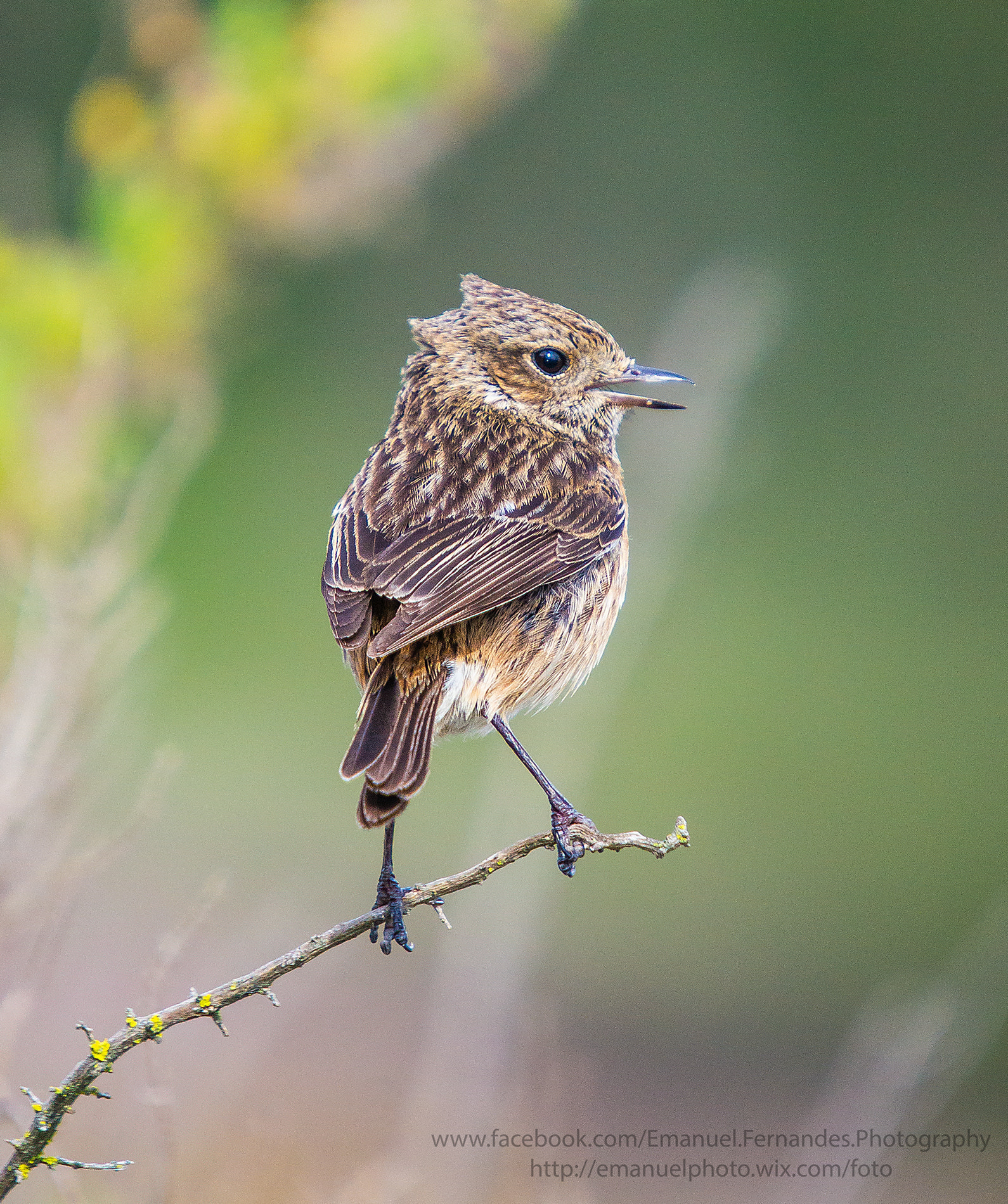 Minolta AF 300mm F2.8 HS-APO G sample photo. Cartaxo (saxicola rubicola) photography