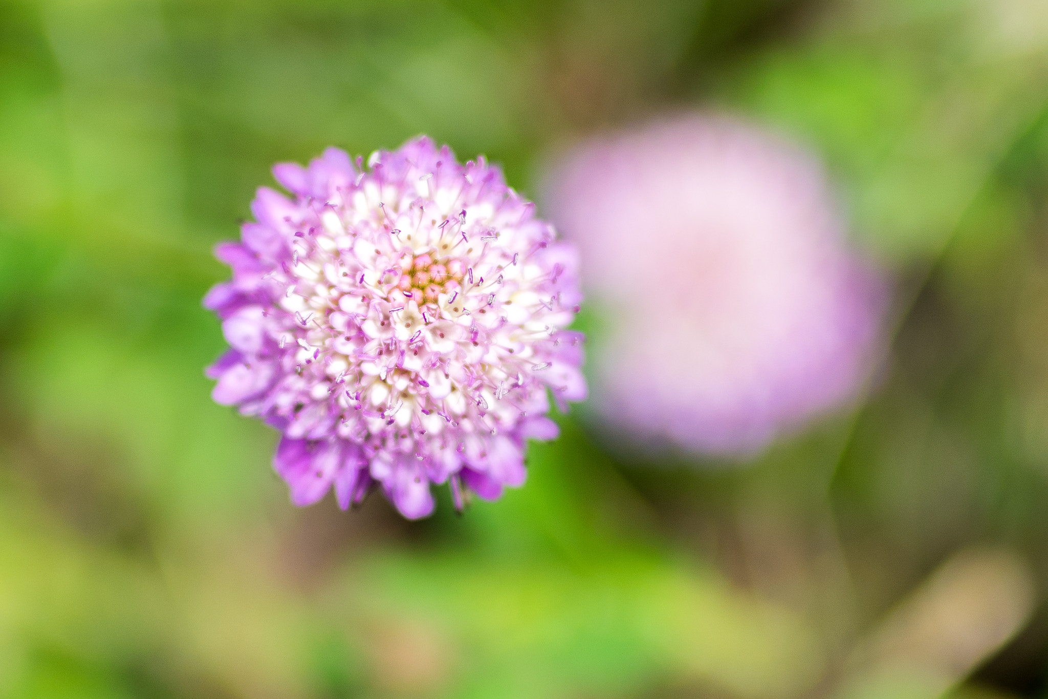 Nikon D5300 + Sigma 50mm F1.4 DG HSM Art sample photo. Spring photography