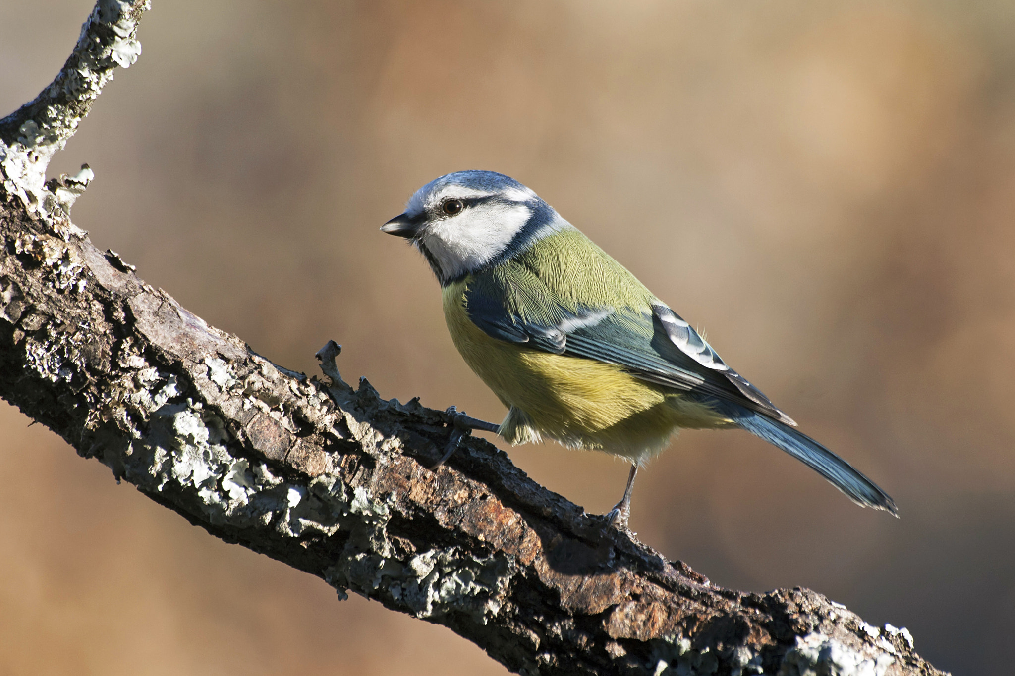 Sigma 70-300mm F4-5.6 APO DG Macro sample photo. Blue tit, sunset photography