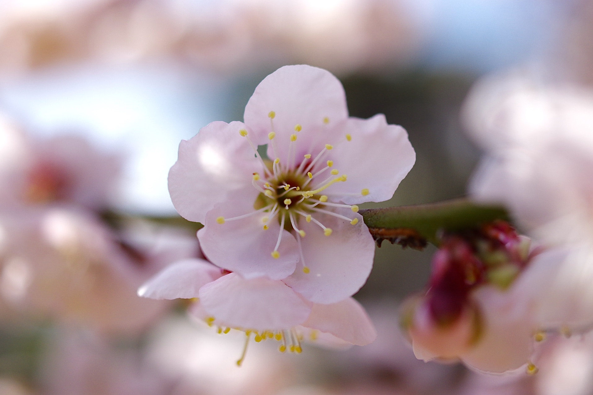 HD Pentax DA 35mm F2.8 Macro Limited sample photo. Spring flowers.... photography