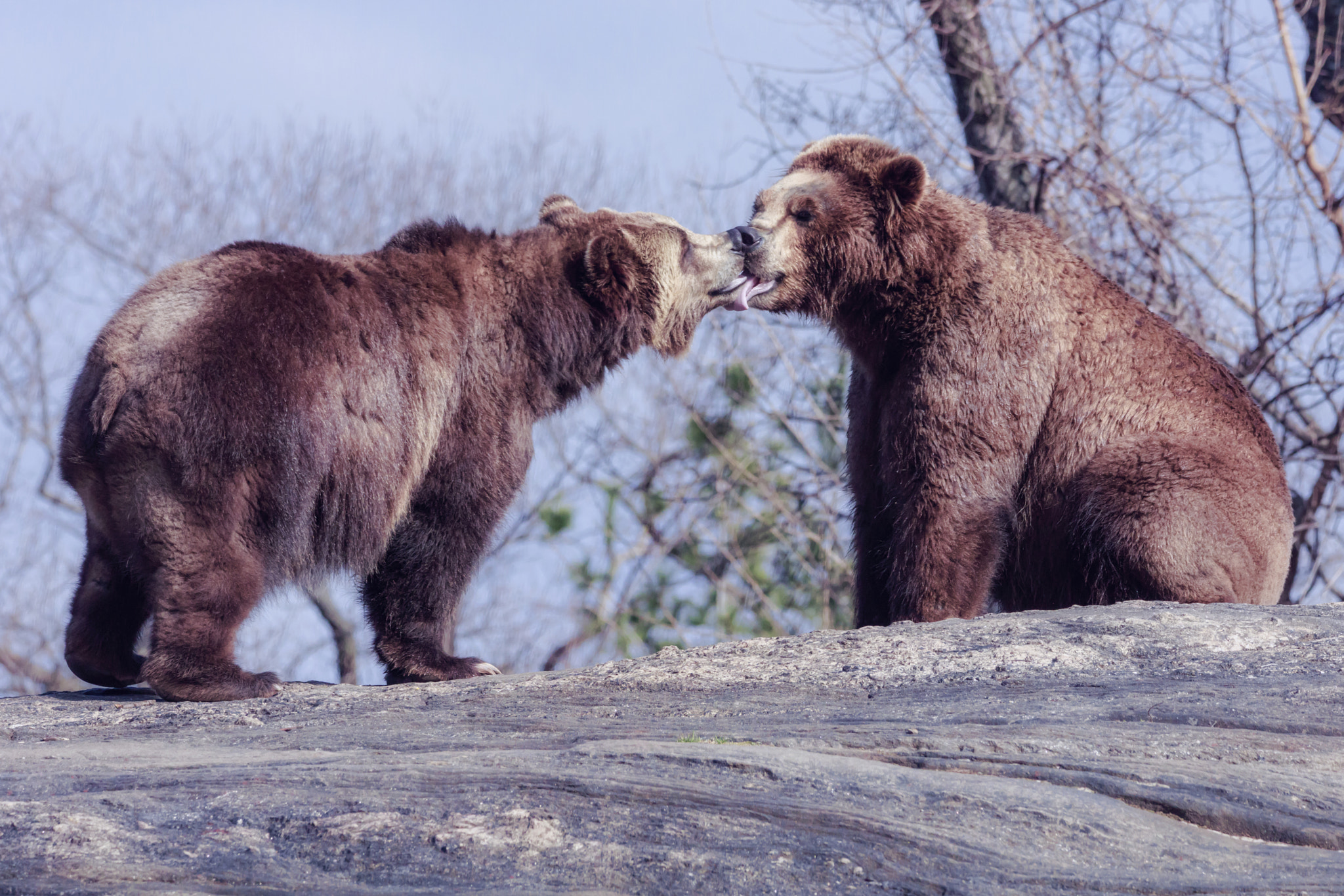Canon EOS 5DS R + Sigma 150-600mm F5-6.3 DG OS HSM | C sample photo. Kissing bears photography