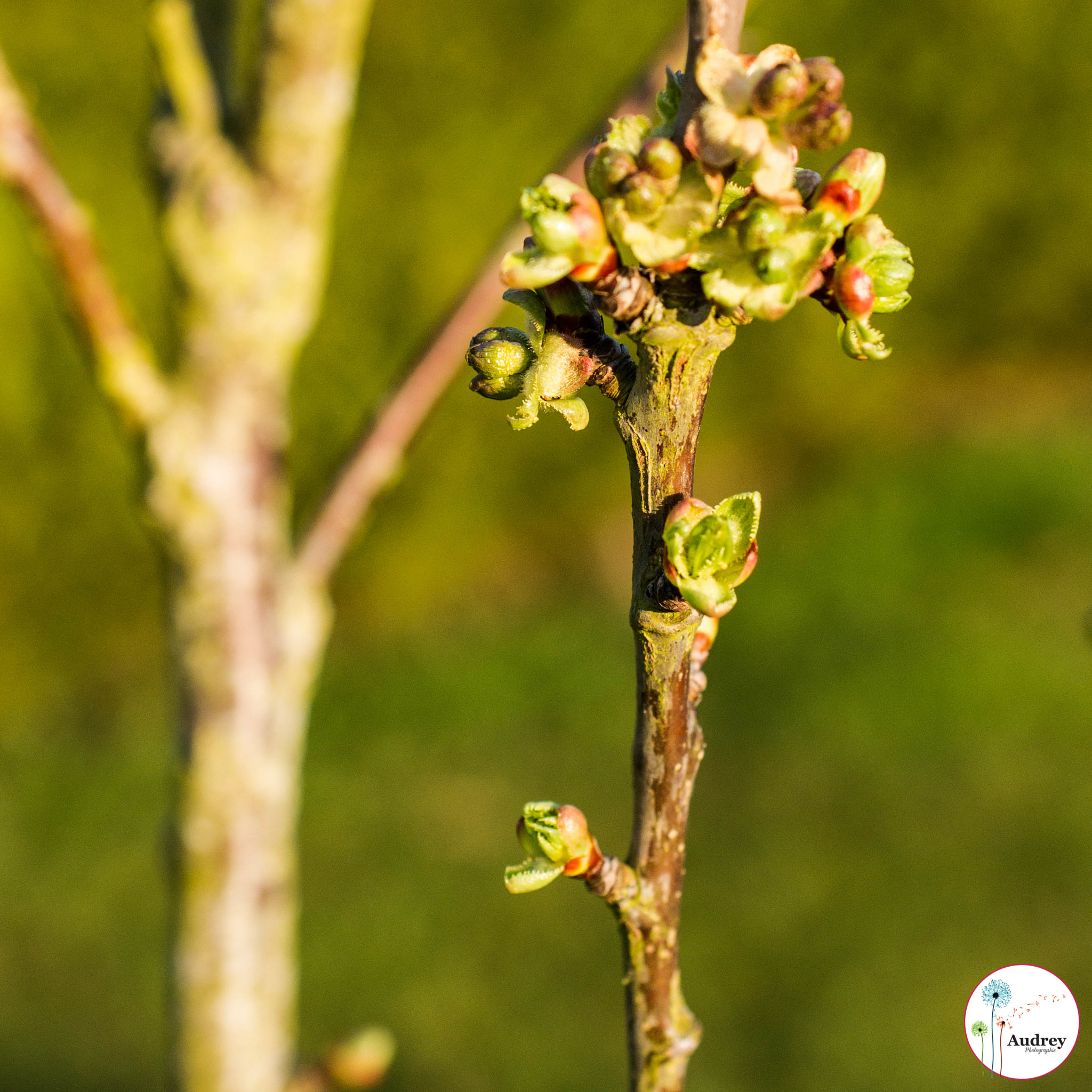 Sony Alpha DSLR-A500 + Sigma 30mm F1.4 EX DC HSM sample photo. Spring photography