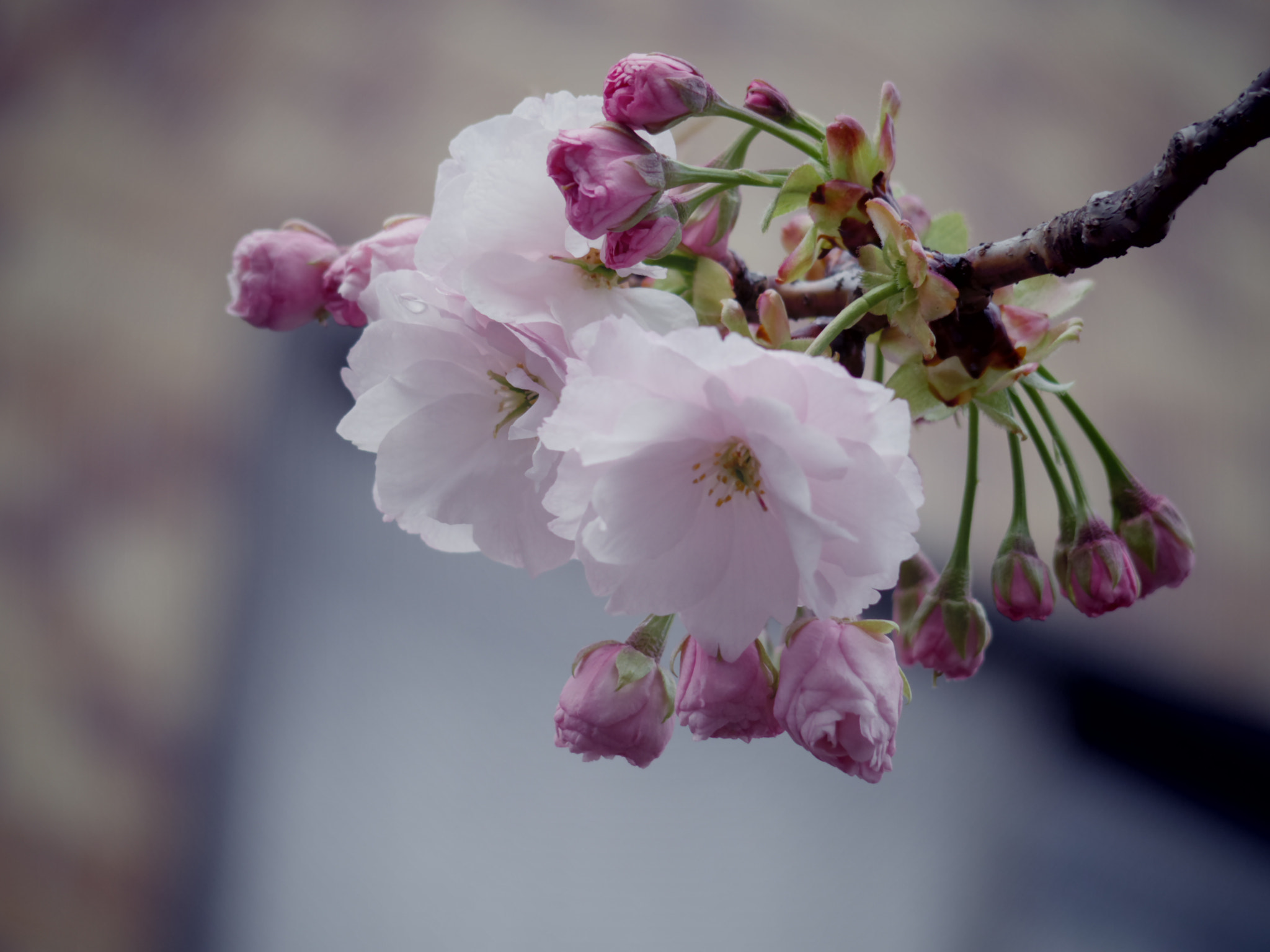 Pentax 06 Telephoto 15-45mm sample photo. 立会川緑道の一葉 photography
