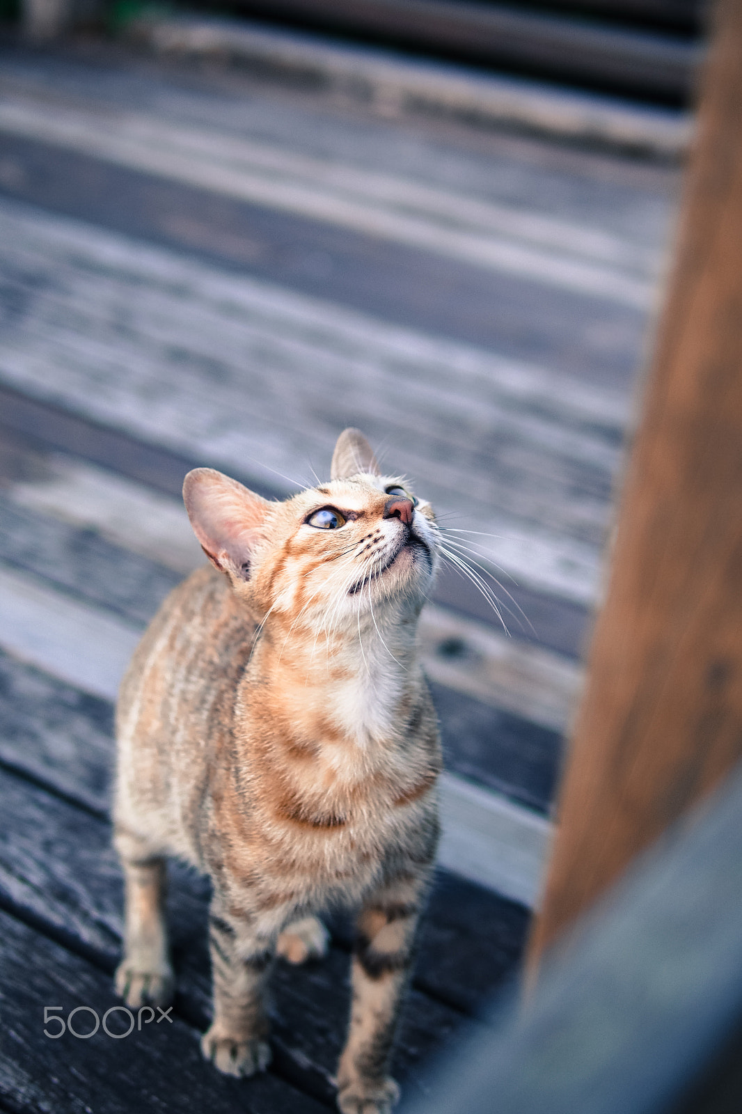 Olympus PEN E-P5 + Panasonic Leica DG Summilux 25mm F1.4 II ASPH sample photo. Lazy afternoon photography