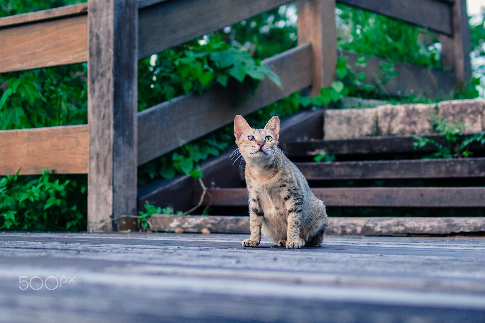 Olympus PEN E-P5 + Panasonic Leica DG Summilux 25mm F1.4 II ASPH sample photo. Lazy afternoon photography