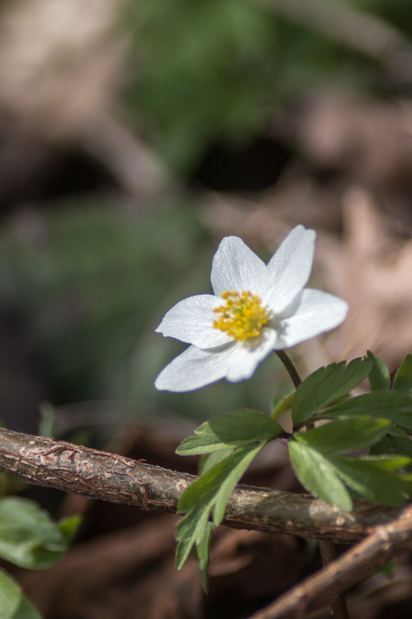 Canon EF 200mm f/2.8L II + 2x sample photo. Spring dancer iv photography