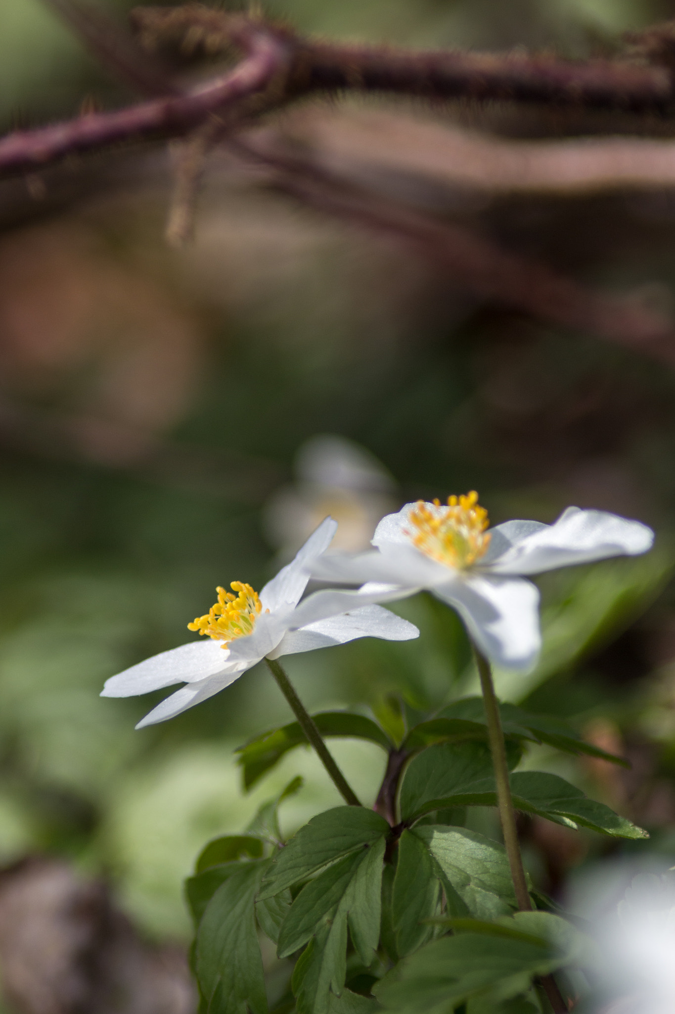 Canon EF 200mm f/2.8L II + 2x sample photo. Spring dancer vi photography