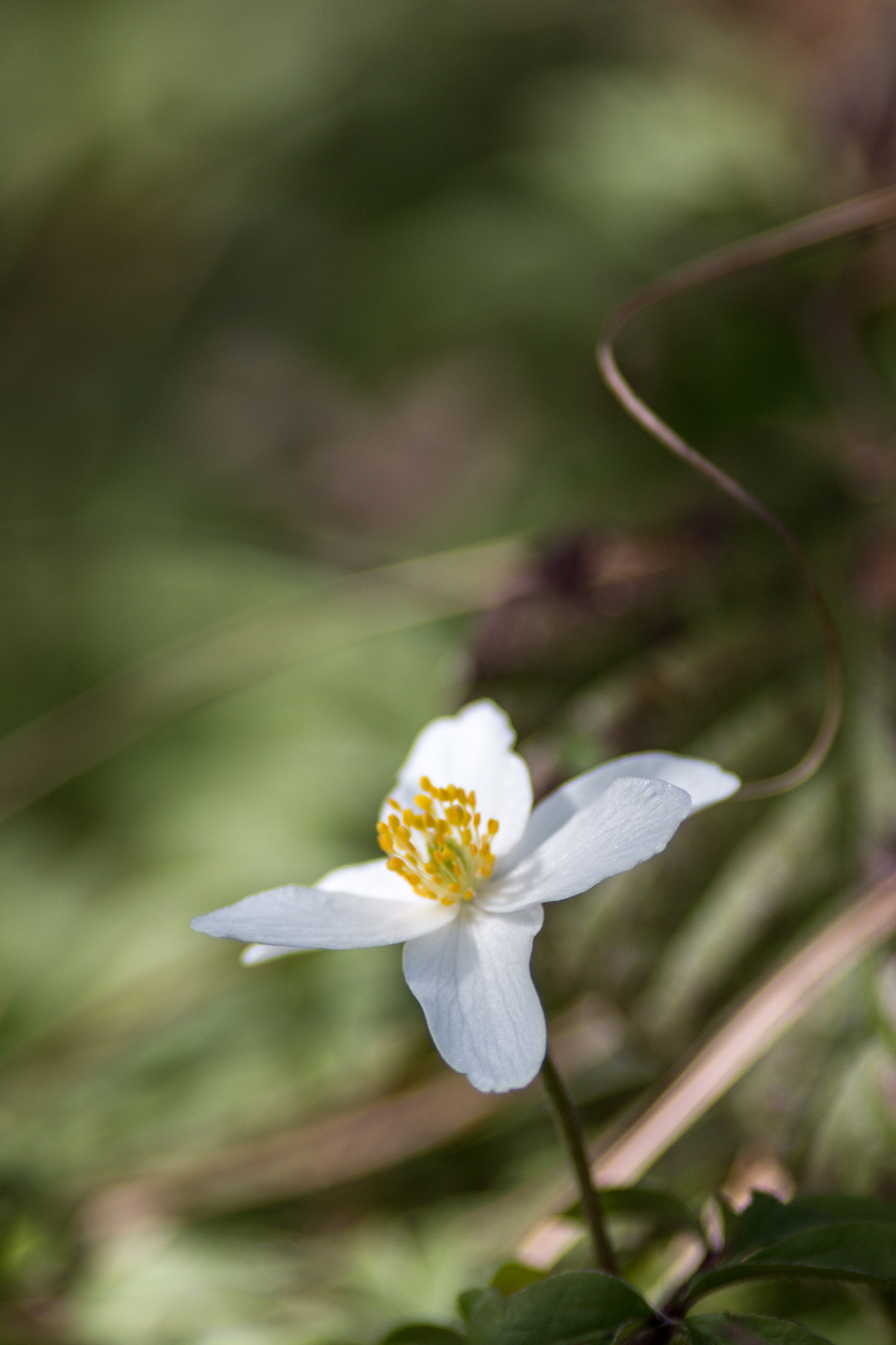 Canon EF 200mm f/2.8L II + 2x sample photo. Spring dancer v photography