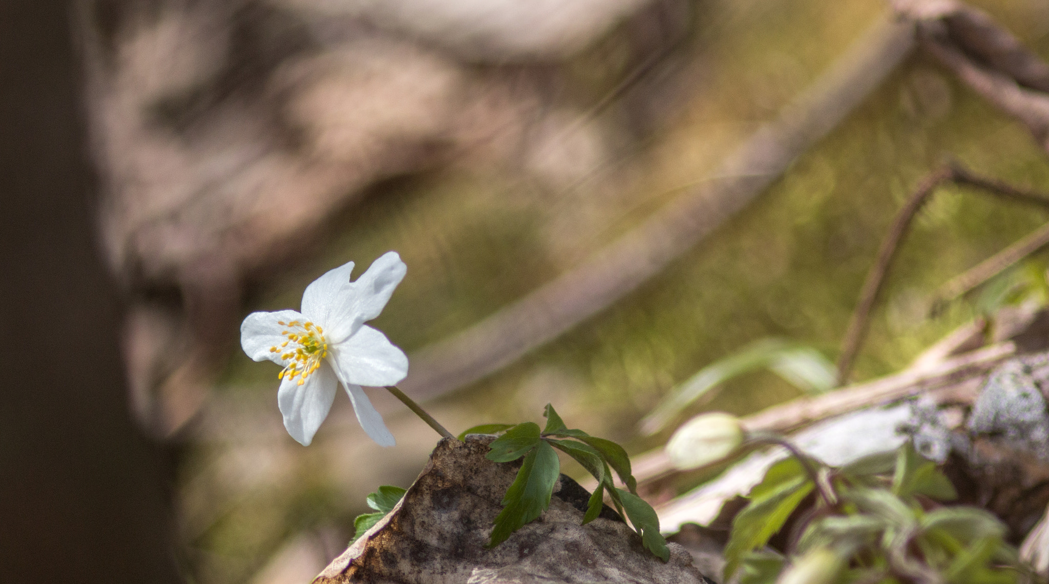 Canon EF 200mm f/2.8L II + 2x sample photo. Spring dancer iii photography