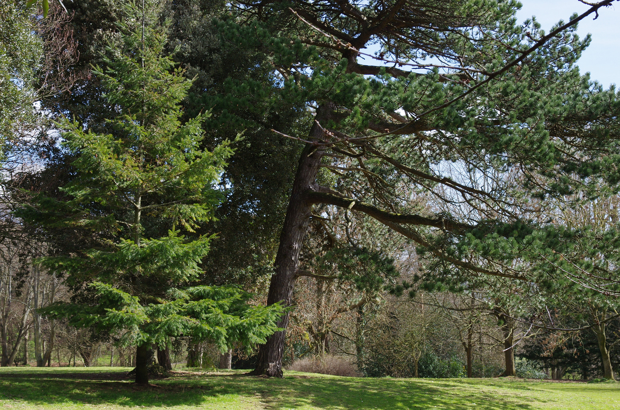 Pentax K-5 sample photo. No tears for a tree photography