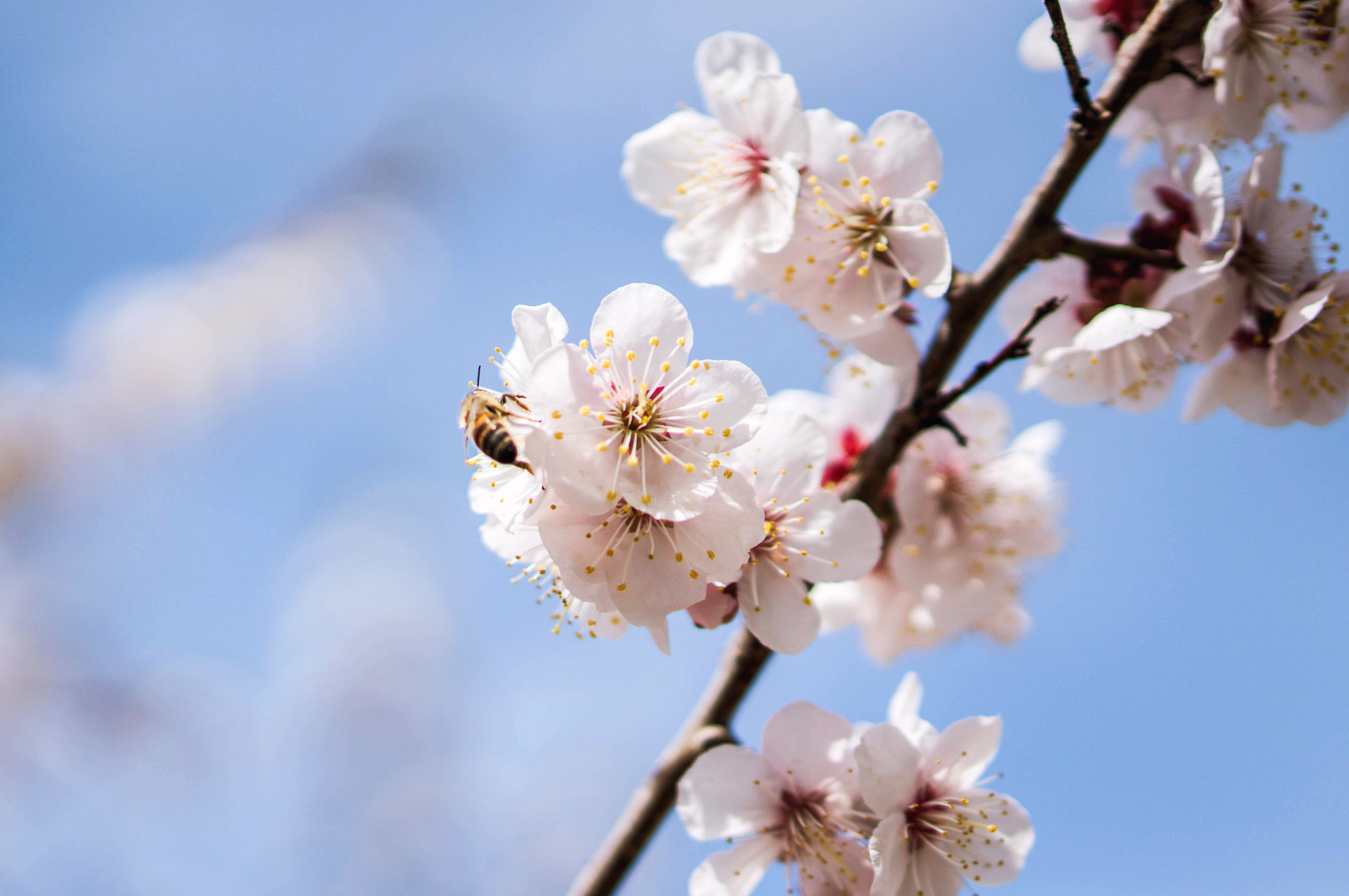 Sony Alpha NEX-5T + E 50mm F1.8 OSS sample photo. Spring photography