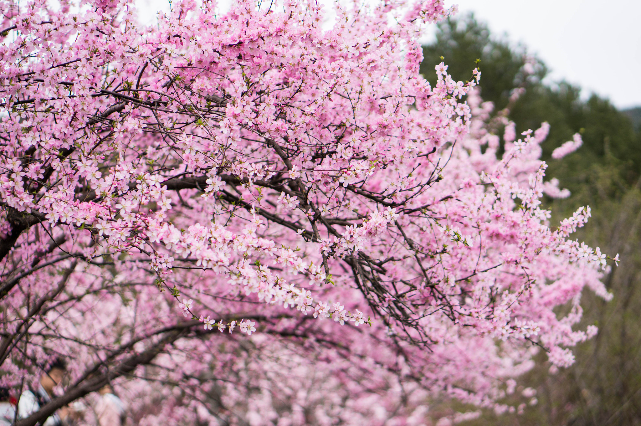 Sony Alpha NEX-5T + E 50mm F1.8 OSS sample photo. 烂漫 photography
