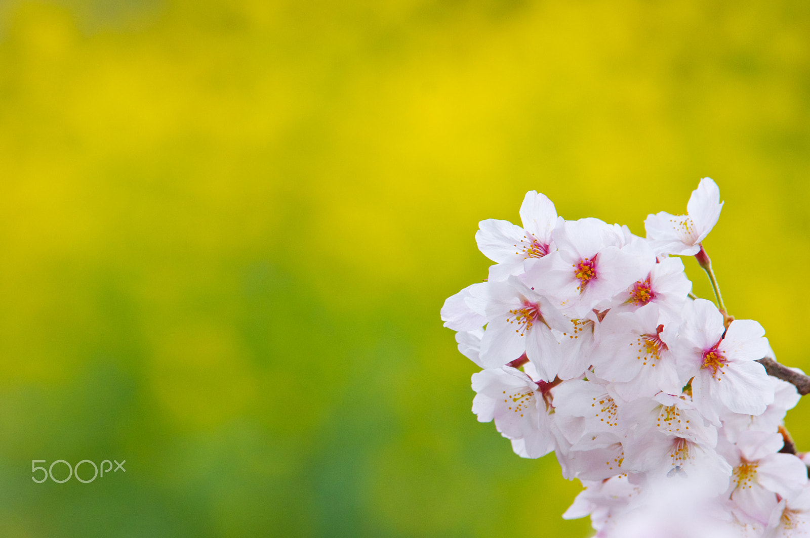 Pentax K-3 sample photo. 桜（cherry blossom) photography