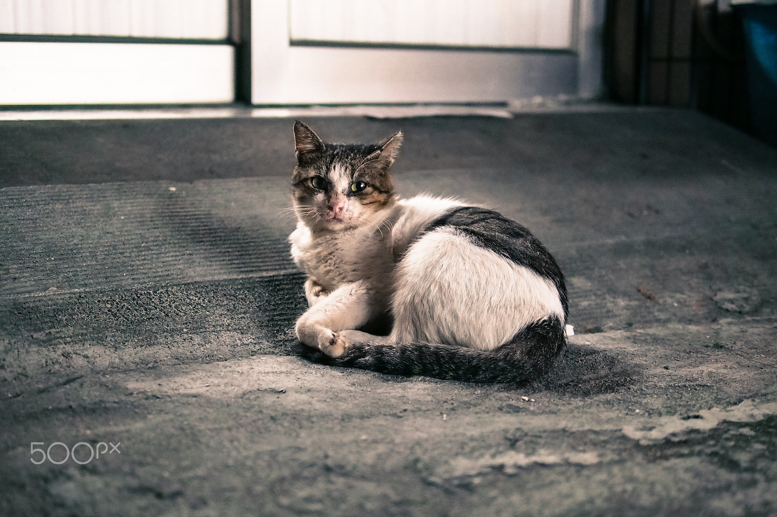 Olympus PEN E-P5 + Panasonic Leica DG Summilux 25mm F1.4 II ASPH sample photo. Street cat photography