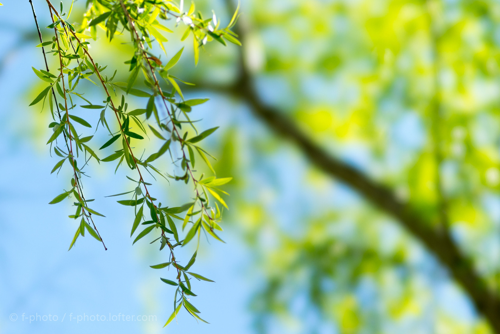 Sony 135mm F2.8 [T4.5] STF sample photo.  early spring by 135stf!  photography