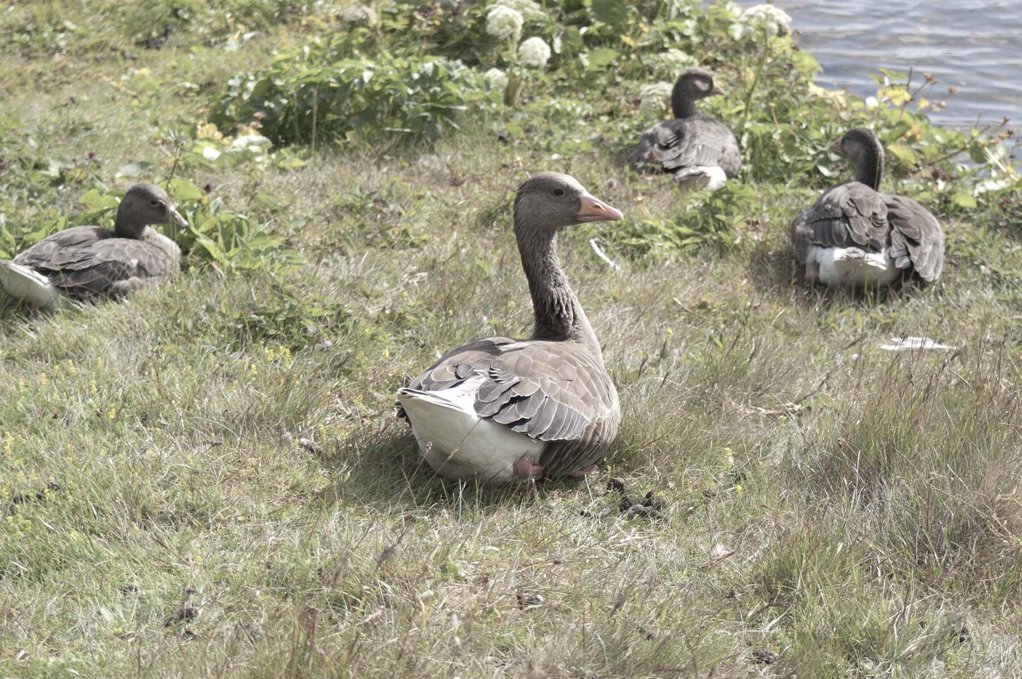KONICA MINOLTA MAXXUM 5D sample photo. Relaxing greylag goose photography