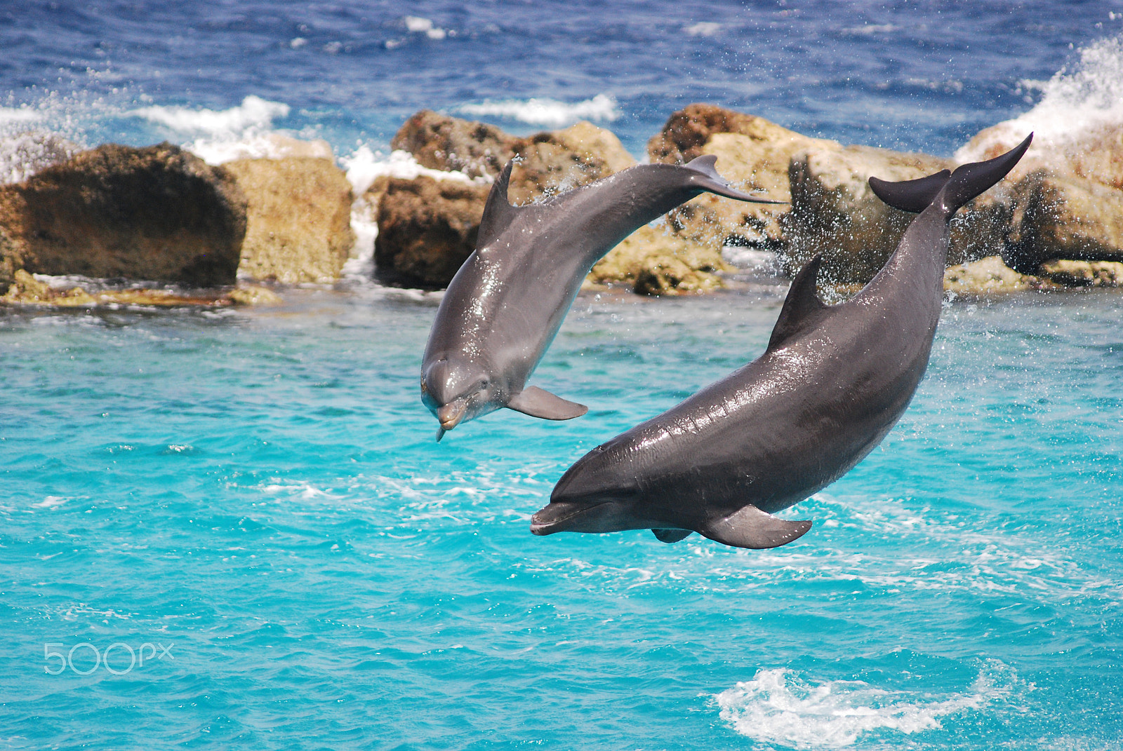 Sigma 70-300mm F4-5.6 APO DG Macro sample photo. Dolphins photography
