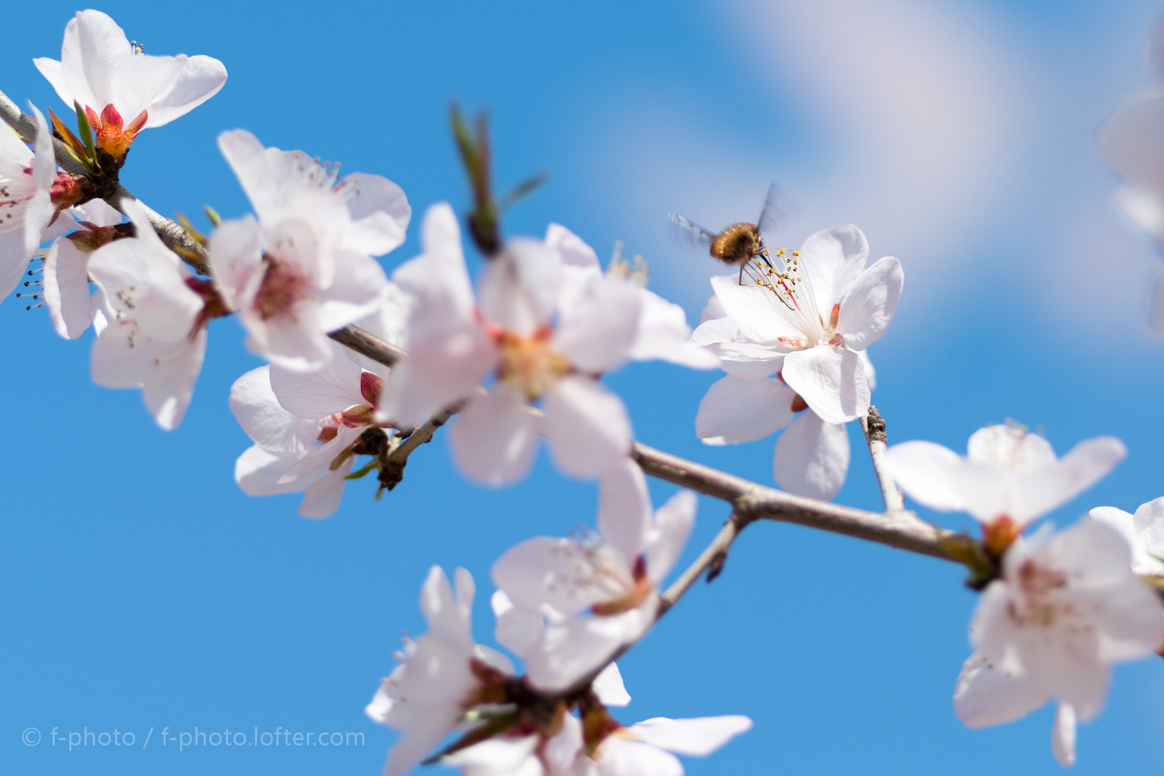 Sony 135mm F2.8 [T4.5] STF sample photo.  spring flowers by 135stf !  photography