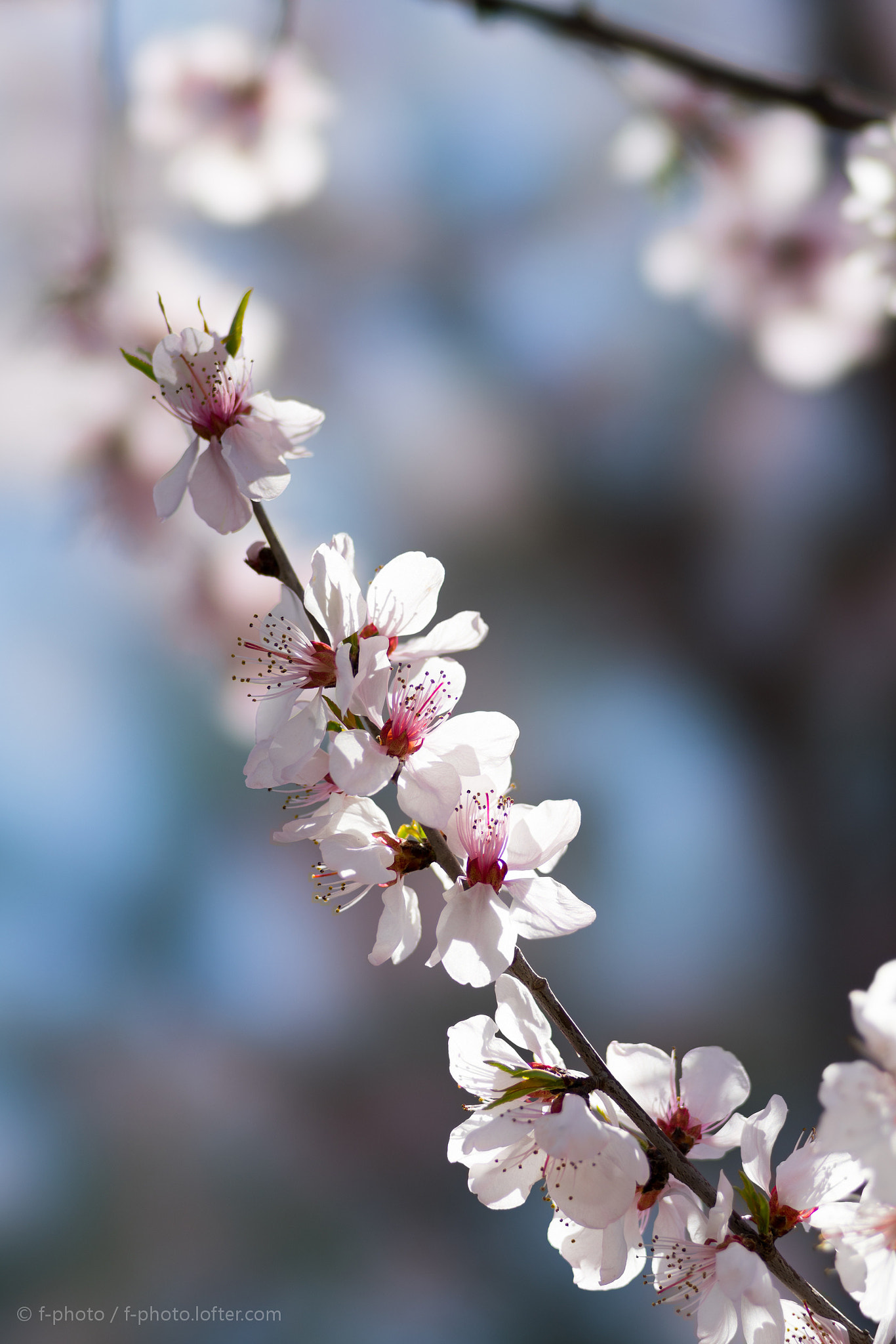 Sony 135mm F2.8 [T4.5] STF sample photo.  spring flowers by 135stf !  photography