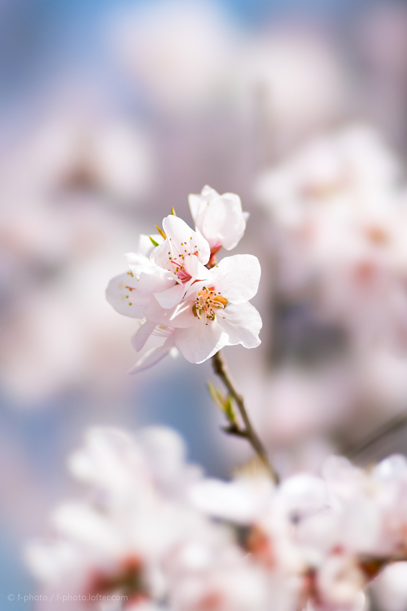 Sony 135mm F2.8 [T4.5] STF sample photo.  spring flowers by 135stf !  photography
