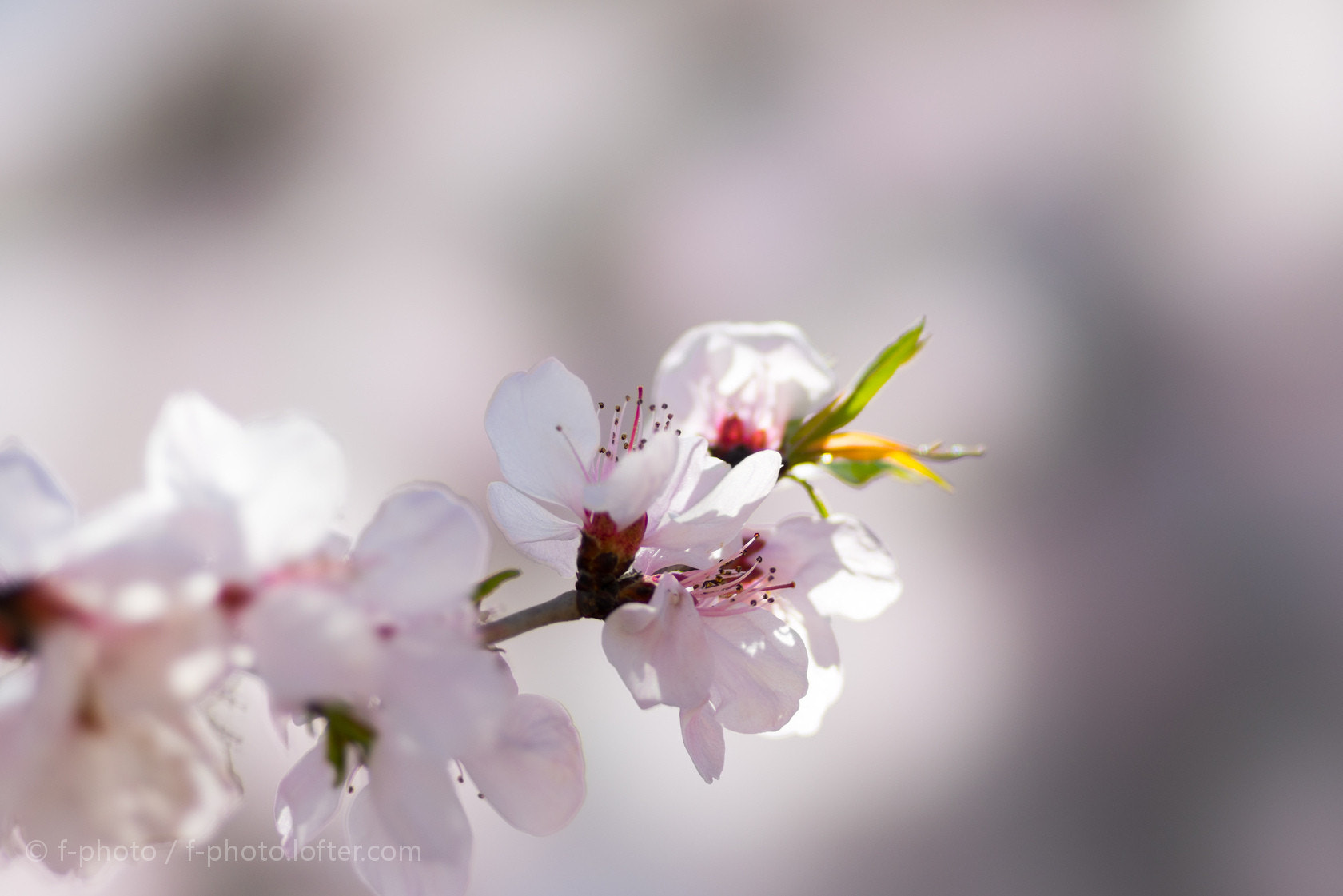 Sony 135mm F2.8 [T4.5] STF sample photo.  spring flowers by 135stf !  photography